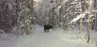 Anchorage escaped cow: six months ago is still on the run
