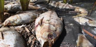 Australia fish death: Forcing oxygen into sick rivers