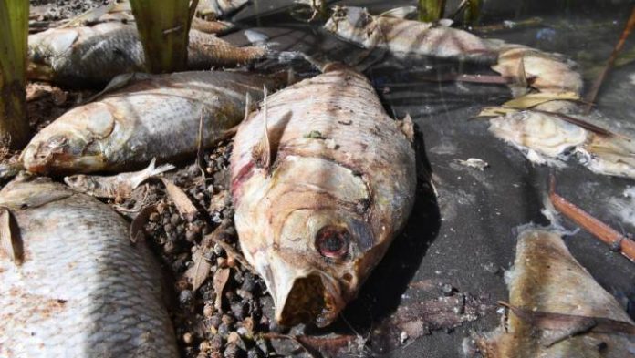 Australia fish death: Forcing oxygen into sick rivers