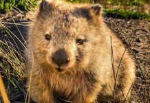 Australia wombat selfies, visitors asking them to not “chase” Australia wombat selfies, visitors asking them to not “chase”