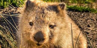 Australia wombat selfies, visitors asking them to not “chase”
