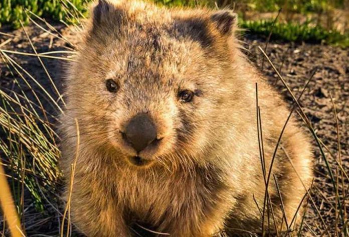 Australia wombat selfies, visitors asking them to not “chase”