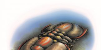 BC fossil evolutionary riddle, says Royal Society report