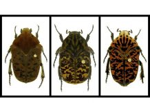 Beetle species named for ‘Game of Thrones’ dragons (Reports) Beetle species named for 'Game of Thrones' dragons (Reports)