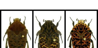 Beetle species named for ‘Game of Thrones’ dragons (Reports) Beetle species named for 'Game of Thrones' dragons (Reports)