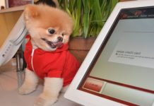 Boo world’s cutest dog dies at 12 from ‘broken heart’ Boo world's cutest dog dies at 12 from ‘broken heart’