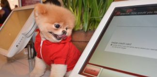 Boo world’s cutest dog dies at 12 from ‘broken heart’ Boo world's cutest dog dies at 12 from ‘broken heart’