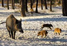 EU OKs Poland’s wild boar slaughter to fight swine disease, Report EU OKs Poland's wild boar slaughter to fight swine disease, Report