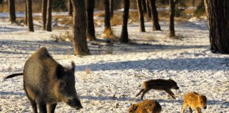EU OKs Poland’s wild boar slaughter to fight swine disease, Report EU OKs Poland's wild boar slaughter to fight swine disease, Report