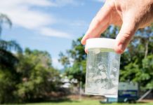 Four suspected irukandji stings in south-east Queensland, Report Four suspected irukandji stings in south-east Queensland, Report