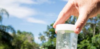 Four suspected irukandji stings in south-east Queensland, Report Four suspected irukandji stings in south-east Queensland, Report