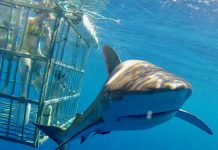 Hawaii great white shark thrills divers off Oahu Hawaii great white shark thrills divers off Oahu