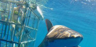Hawaii great white shark thrills divers off Oahu