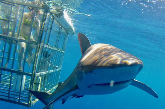 Hawaii great white shark thrills divers off Oahu - Web Top News