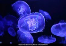 Jellyfish stings: Australia Officials To Declare “Epidemic” Jellyfish stings: Australia Officials To Declare "Epidemic"