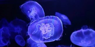 Jellyfish stings: Australia Officials To Declare “Epidemic” Jellyfish stings: Australia Officials To Declare "Epidemic"