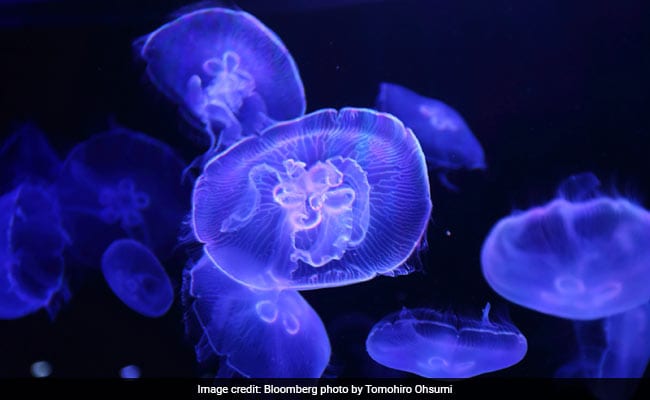 Jellyfish stings: Australia Officials To Declare 