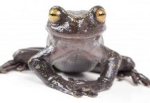 Newly discovered treefrog in Ecuador, Report Newly discovered treefrog in Ecuador, Report