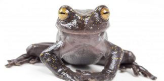 Newly discovered treefrog in Ecuador, Report