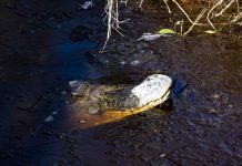 North Carolina alligators frozen in swamp waters (Photo) North Carolina alligators frozen in swamp waters (Photo)