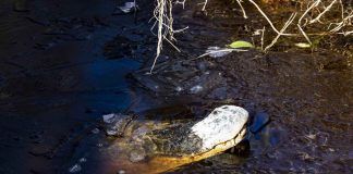 North Carolina alligators frozen in swamp waters (Photo) North Carolina alligators frozen in swamp waters (Photo)