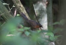 Rarest bird in the world found in Brazil Rarest bird in the world found in Brazil