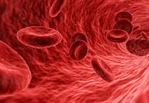 Researchers grow human blood vessels in a Petri dish (Reports) Researchers grow human blood vessels in a Petri dish (Reports)