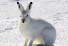 Snowshoe hares eat meat, other hares and even lynx Snowshoe hares eat meat, other hares and even lynx