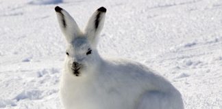 Snowshoe hares eat meat, other hares and even lynx Snowshoe hares eat meat, other hares and even lynx