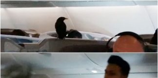 Stowaway bird found 12 hours into business class flight Stowaway bird found 12 hours into business class flight