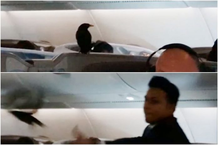 Stowaway bird found 12 hours into business class flight