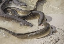 Thames eels found to have ingested cocaine (Reports) Thames eels found to have ingested cocaine (Reports)