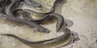 Thames eels found to have ingested cocaine (Reports)