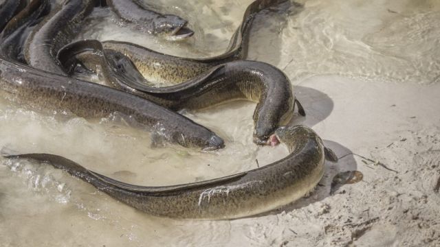 Thames eels found to have ingested cocaine (Reports)