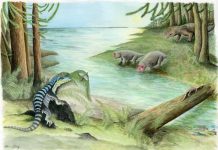 Antarctic king fossil, Tyrannosaurus rex may have reigned as “king of the tyrant lizards” Antarctic king fossil, Tyrannosaurus rex may have reigned as “king of the tyrant lizards”