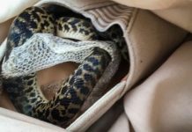 Australian python in shoe? Snake on a plane travels over 15000km Australian python in shoe? Snake on a plane travels over 15000km