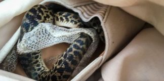 Australian python in shoe? Snake on a plane travels over 15000km Australian python in shoe? Snake on a plane travels over 15000km