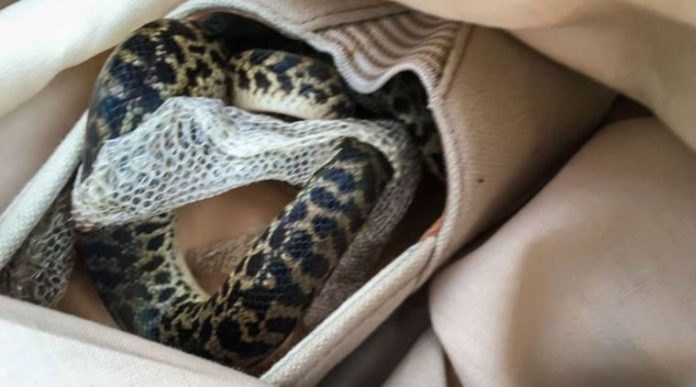 Australian python in shoe? Snake on a plane travels over 15000km