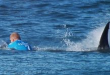 Australian surfer critical after shark attack, Report Australian surfer critical after shark attack, Report