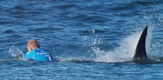 Australian surfer critical after shark attack, Report Australian surfer critical after shark attack, Report