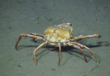 B.C. crabs seen feasting on methane, adapting to climate change B.C. crabs seen feasting on methane, adapting to climate change