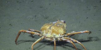 B.C. crabs seen feasting on methane, adapting to climate change B.C. crabs seen feasting on methane, adapting to climate change