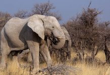 Botswana closer to lifting ban on elephant hunting, Report Botswana closer to lifting ban on elephant hunting, Report