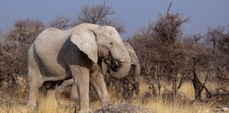 Botswana closer to lifting ban on elephant hunting, Report Botswana closer to lifting ban on elephant hunting, Report