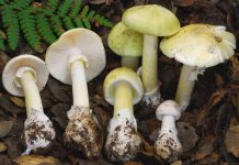 Death Cap Mushrooms Are Spreading Across North America, Report Death Cap Mushrooms Are Spreading Across North America, Report