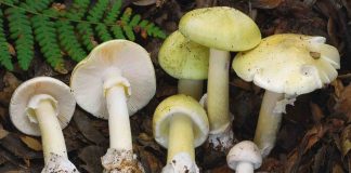 Death Cap Mushrooms Are Spreading Across North America, Report Death Cap Mushrooms Are Spreading Across North America, Report