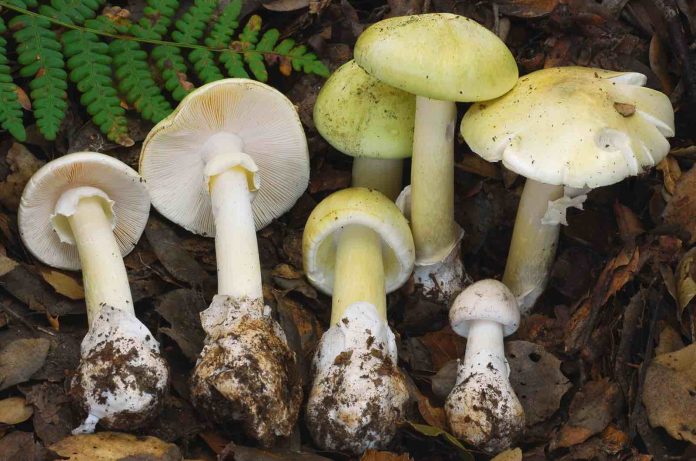Death Cap Mushrooms Are Spreading Across North America, Report