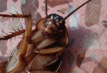 El Paso Zoo Lets You Name A Cockroach After Your Ex, And Have It Fed To A Meerkat El Paso Zoo Lets You Name A Cockroach After Your Ex, And Have It Fed To A Meerkat