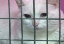 Elrose woman denied 100 cats seized by Animal Protection, Report Elrose woman denied 100 cats seized by Animal Protection, Report