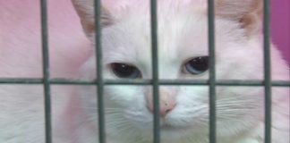 Elrose woman denied 100 cats seized by Animal Protection, Report Elrose woman denied 100 cats seized by Animal Protection, Report